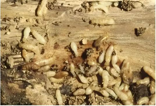 长沙白蚁消杀治理长沙白蚁防治中心上门服务电话 附近灭(图3)