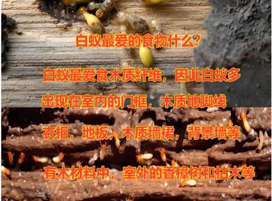 长沙白蚁消杀治理长沙白蚁防治中心上门服务电话 附近灭(图2)