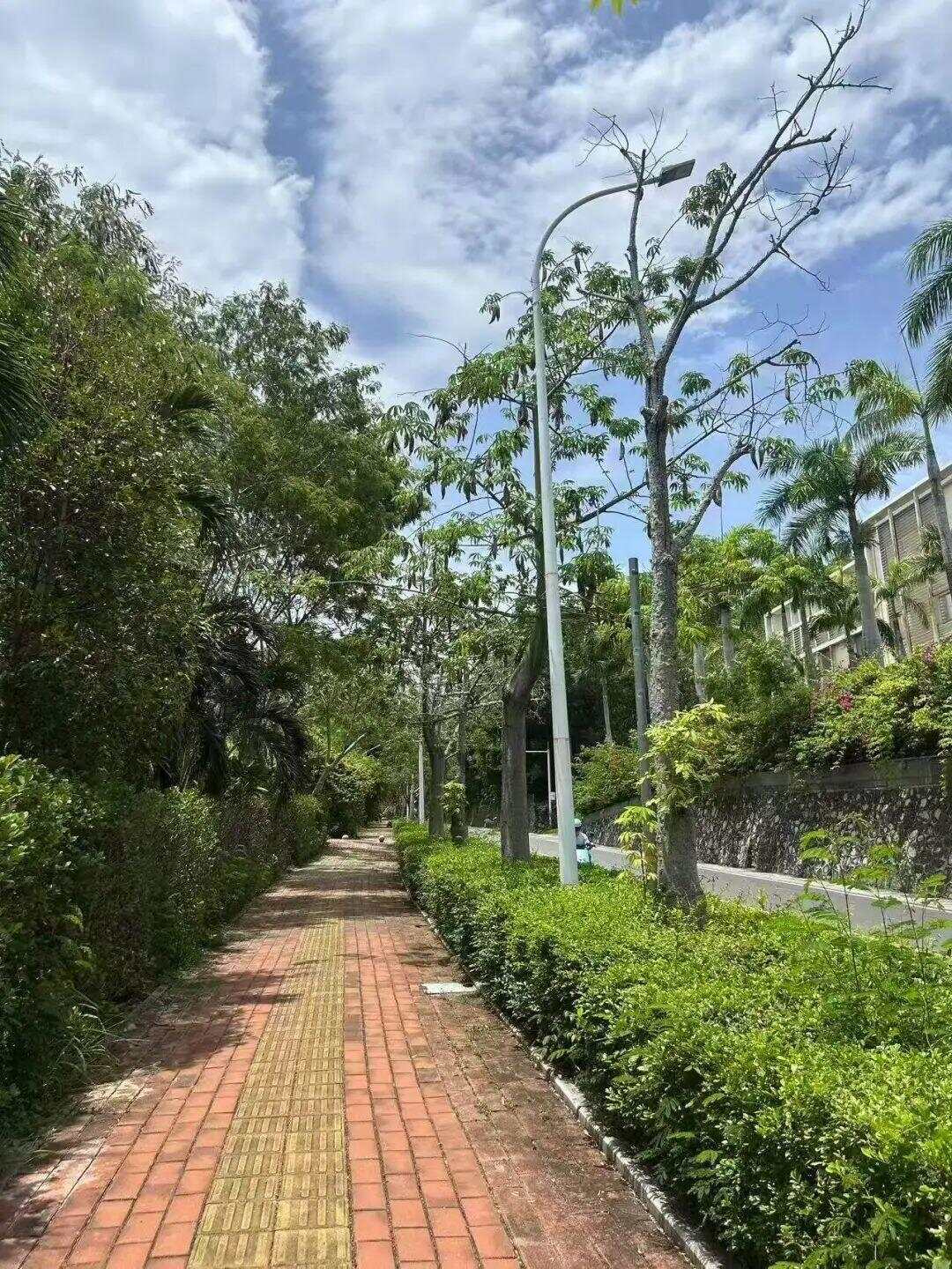三亚疑被蛇咬伤致死女子伤口画面曝光：脚趾小伤口不细看难发现(图2)