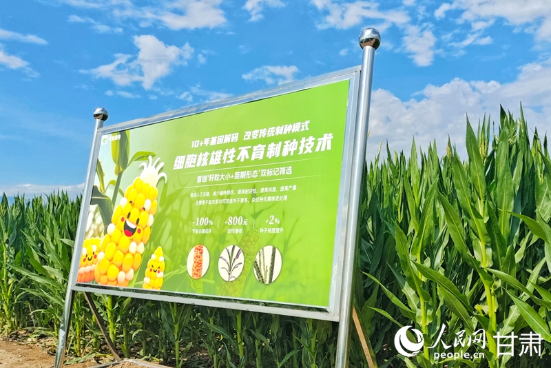 降本增效提质增产 核不育制种技术助力种业高质量发展(图1)
