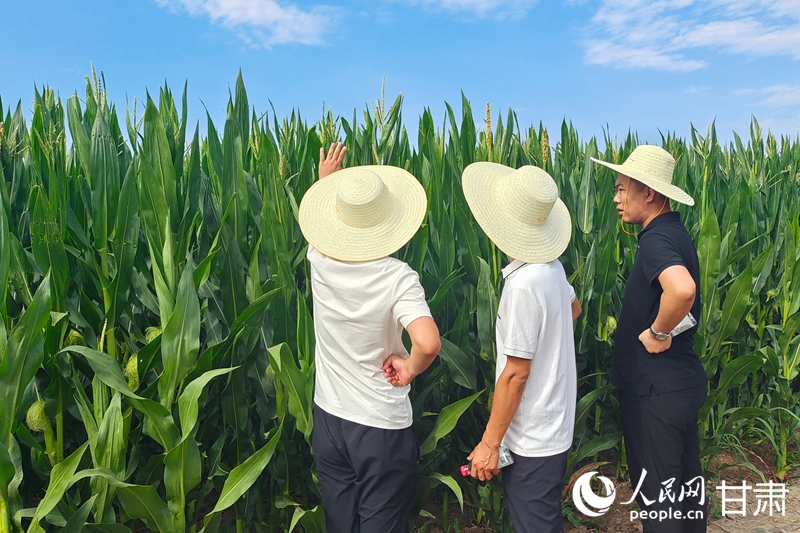 降本增效提质增产 核不育制种技术助力种业高质量发展(图2)