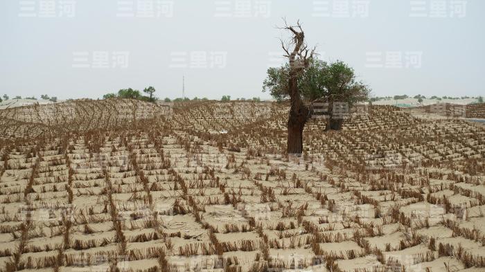 “绿进沙退”历史性转变 新疆筑牢生态安全屏障(图1)